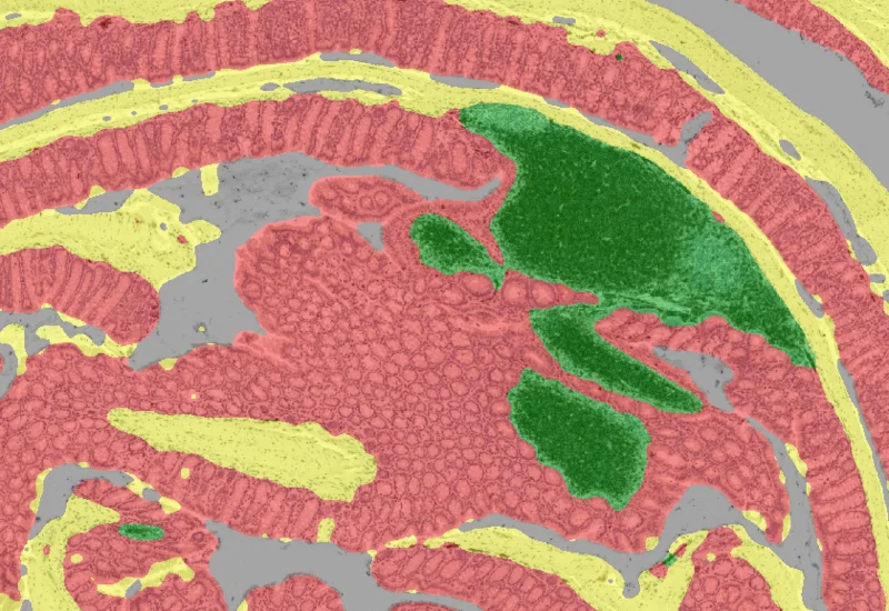 Dynamic Content Image